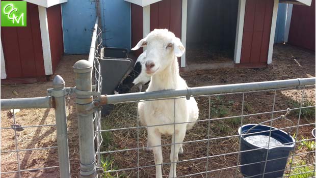 farm animals
