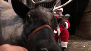 Reindeer Cam Website Review