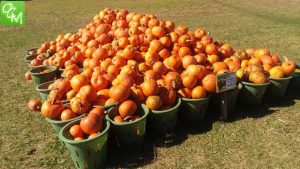 Clarkston Pumpkin-ology Halloween Event @ Wint Nature Center