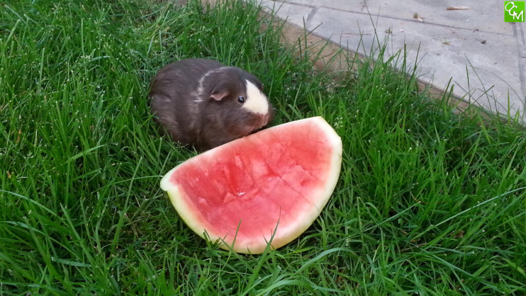 What Guinea Pig Noises Mean