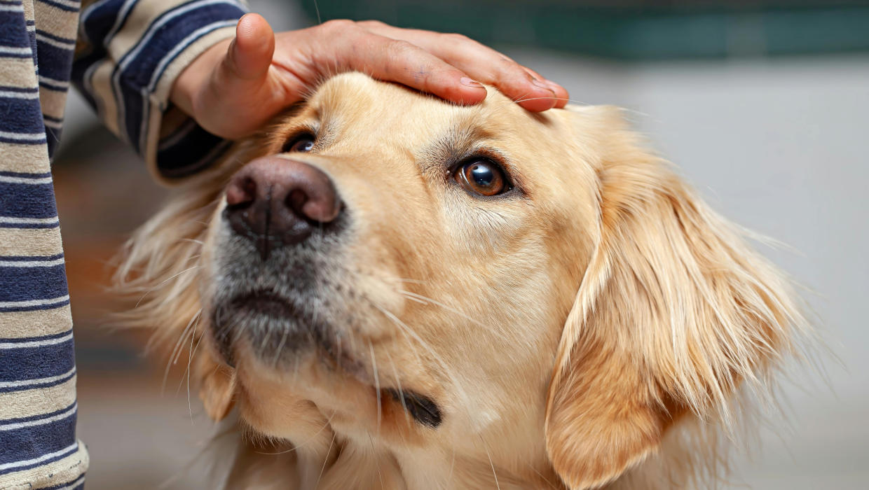 Child Safety Around Dogs