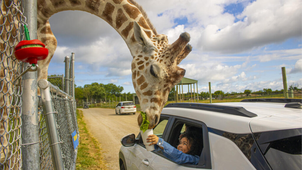 African Safari Wildlife Park VIP Tickets Contest