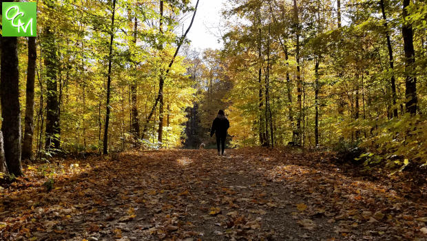 FallNatureWalkTrail1Metroparks