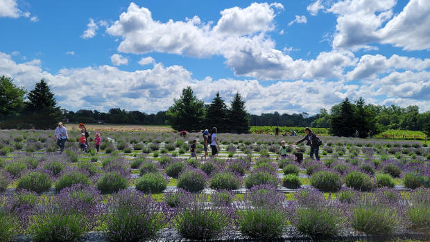 DeBuck's Family Farm Events 2025 / DeBuck's Lavender Festival