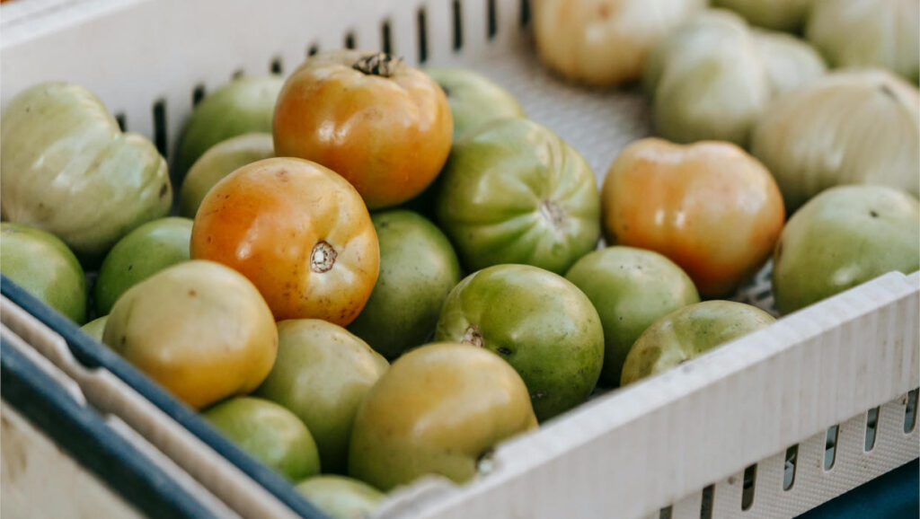 Green Tomato Salsa Recipe