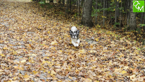 Oakland County Dog Parks