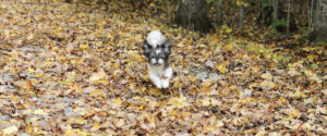 Christmas Gift Ideas for Dogs
