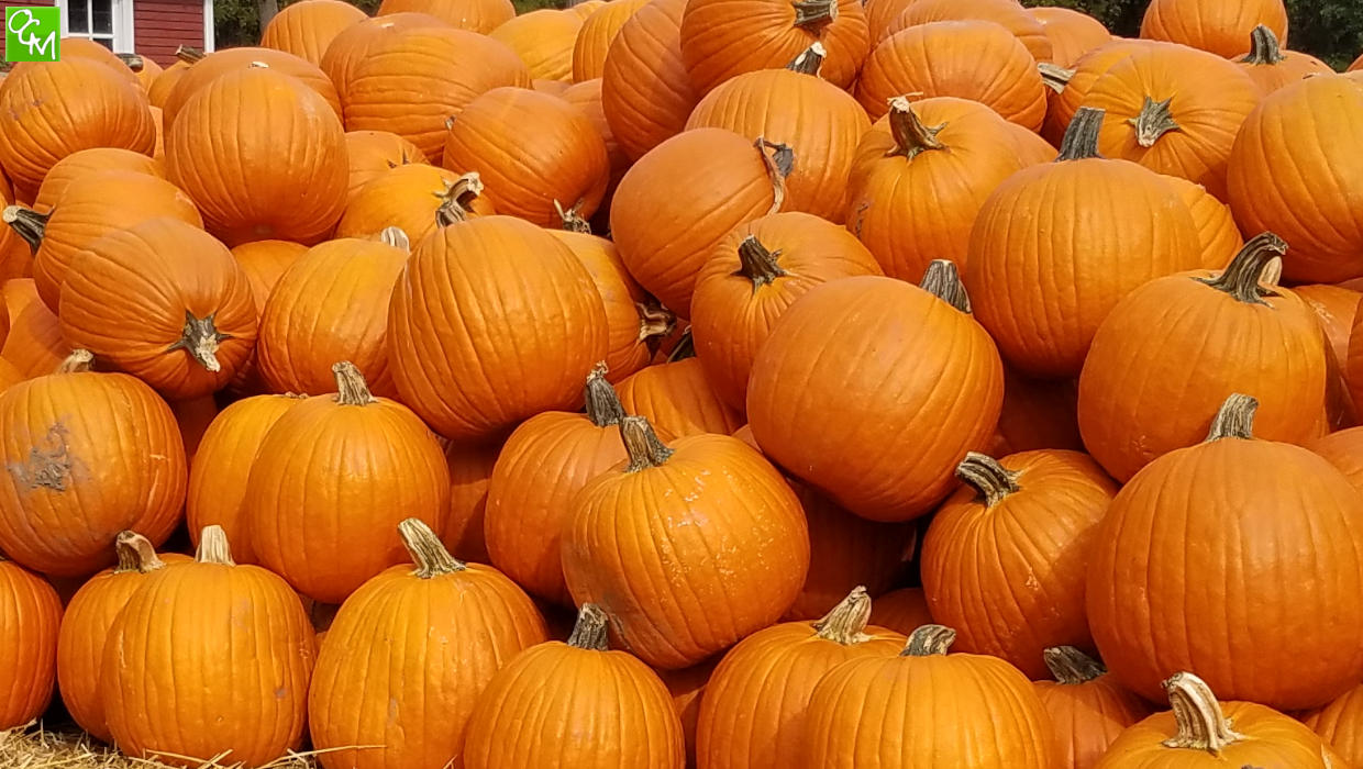 Birmingham Pumpkin Patch / Pumpkin Patch Birmingham