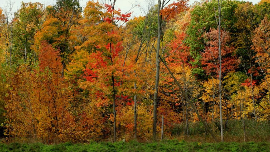 Why I Love Fall in Michigan