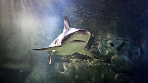 Sea Life Michigan Coupons 2025 / Sea Life Discount Admission Codes