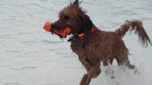 Dogs Only Swims Oakland County