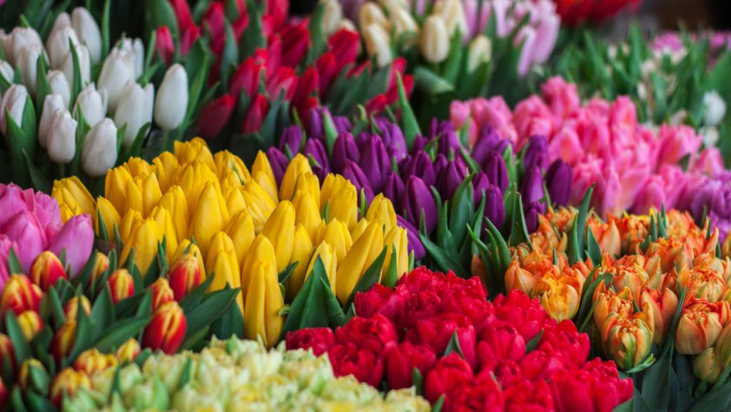 Mother's Day Events / Mother's Day Brunches / Mother's Day Contest / Oakland County Moms