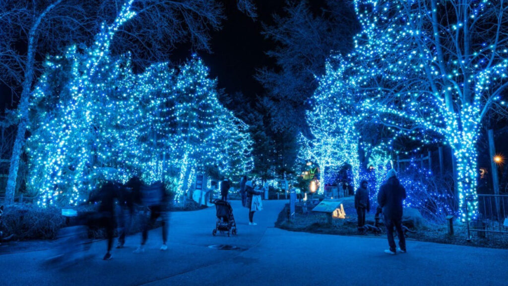 Toledo Zoo Lights Before Christmas 2024