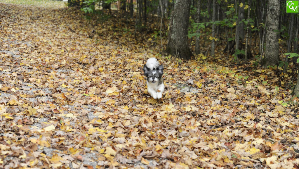 Oakland County Dog Parks