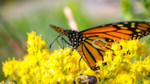 How to Hatch a Butterfly Cocoon