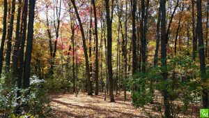 Oakland County Places to See the Fall Colors