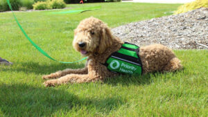 Strengthening Children’s Mental Health: Tools for Parents and Caregivers