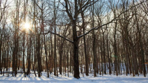 Exploring Nature with Your Kids at the Metroparks