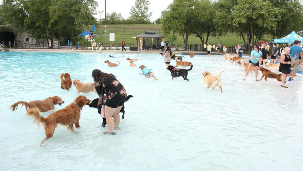 Dogs Only Swims Oakland County